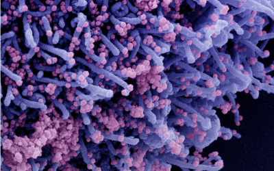 COVID Reinfections Clear Faster, Including in Unvaccinated People: Study